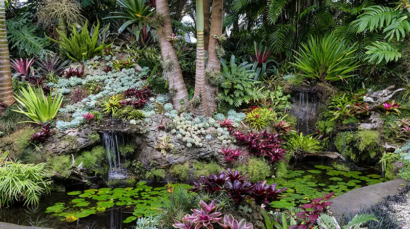Auckland garden with fresh planting, lawn and softscaping